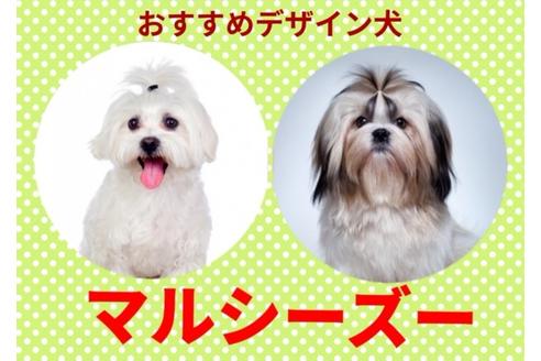 成約済の秋田県のミックス犬-74611の9枚目