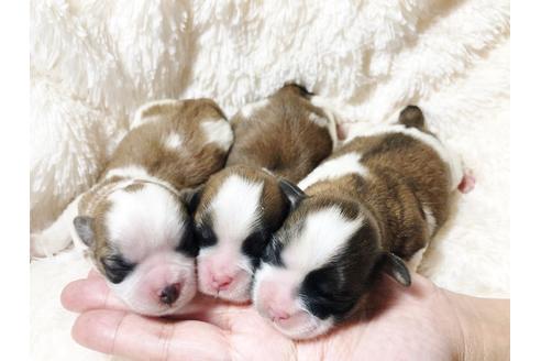 成約済の秋田県のミックス犬-80354の13枚目