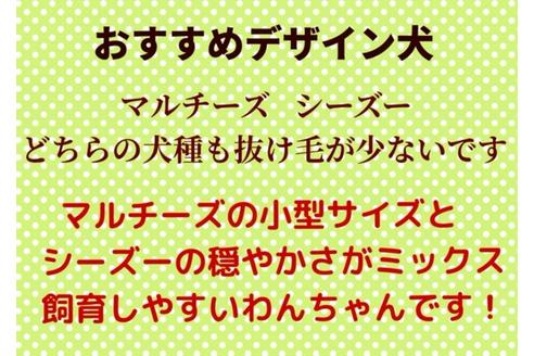 成約済の秋田県のミックス犬-80354の8枚目