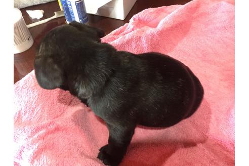成約済の山口県のフレンチブルドッグ-79441の2枚目