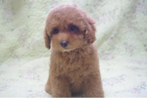 子犬