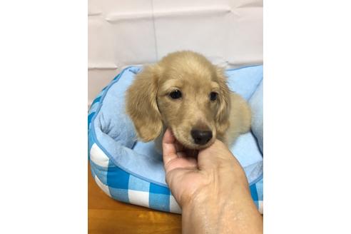 成約済の広島県のカニンヘンダックスフンド(ロングヘアード)-75398の22枚目