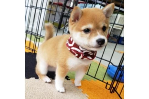 香川県の豆柴 女の子 2019 08 01生まれ 赤色 子犬id 80267 ブリーダーナビ