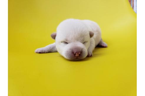成約済の大阪府の柴犬-80476の5枚目