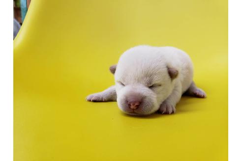成約済の大阪府の柴犬-80476の3枚目