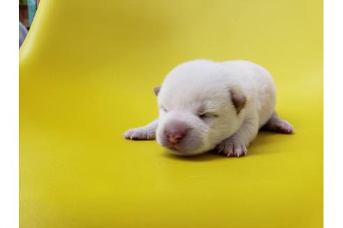 成約済の大阪府の柴犬-80476の2枚目