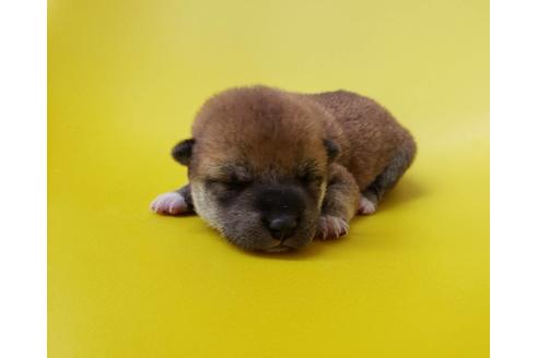 成約済の大阪府の柴犬-80477