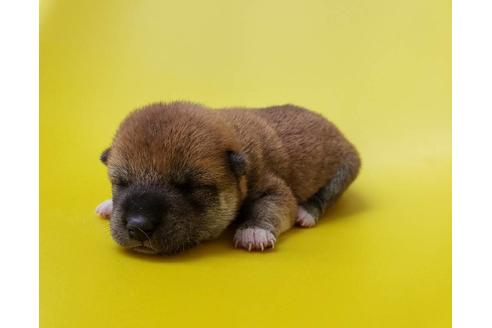 成約済の大阪府の柴犬-80477の4枚目