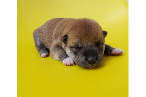 成約済の大阪府の柴犬-80477の3枚目