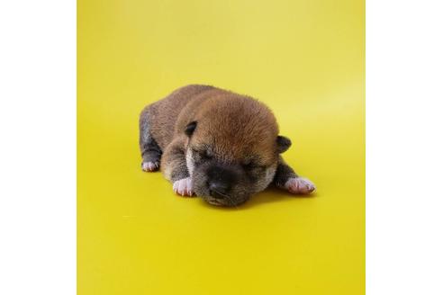成約済の大阪府の柴犬-80477の2枚目