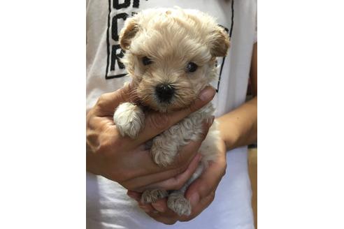 成約済の静岡県のマルプー:マルチーズ×トイプードル-79590の1枚目