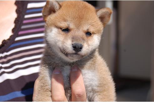 成約済の埼玉県の柴犬-80599