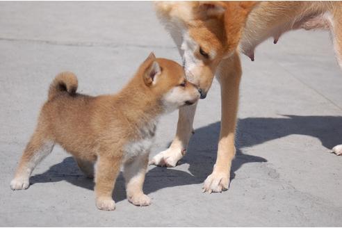 成約済の埼玉県の柴犬-80599の3枚目