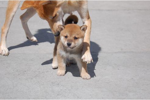 成約済の埼玉県の柴犬-80599の2枚目
