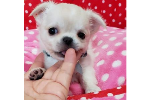 沖縄県のロングコートチワワ 男の子 19 08 07生まれ クリーム 子犬id ブリーダーナビ