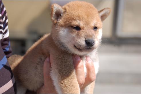 成約済の埼玉県の柴犬-80602の5枚目
