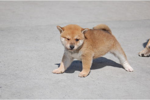 成約済の埼玉県の柴犬-80602の4枚目