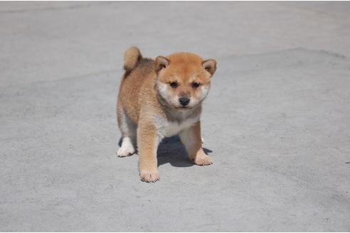 成約済の埼玉県の柴犬-80602の3枚目