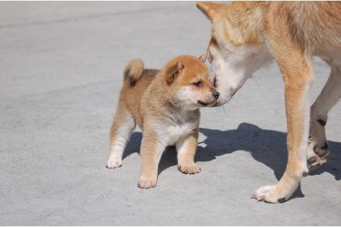 成約済の埼玉県の柴犬-80602の1枚目