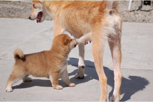 成約済の埼玉県の柴犬-80602の2枚目
