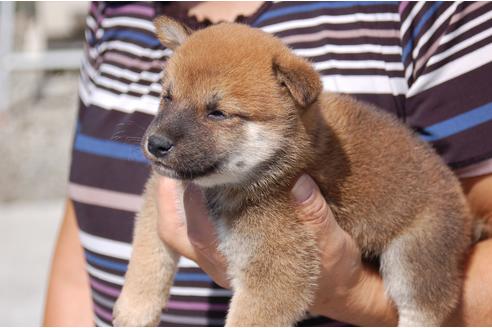 成約済の埼玉県の柴犬-80604の7枚目