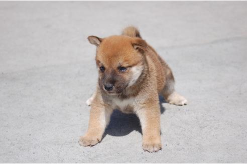 成約済の埼玉県の柴犬-80604の6枚目