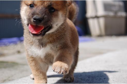 成約済の埼玉県の柴犬-80604の3枚目