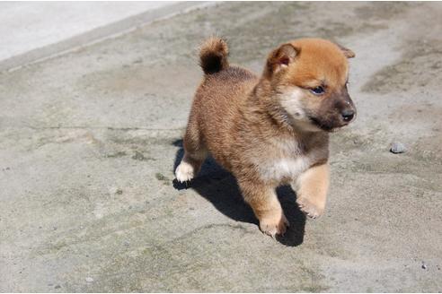 成約済の埼玉県の柴犬-80604の2枚目