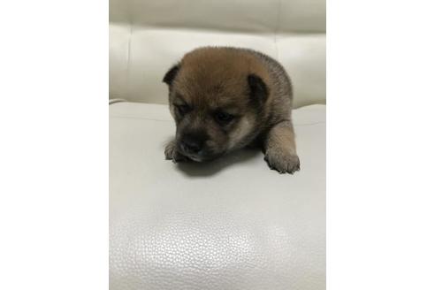 成約済の長崎県の豆柴-79996の3枚目