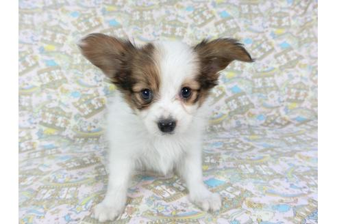 成約済の千葉県のパピヨン-79204の1枚目