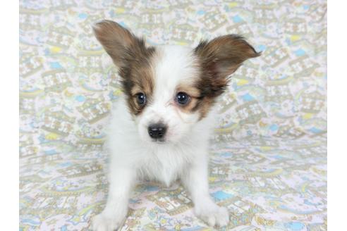 成約済の千葉県のパピヨン-79204の4枚目