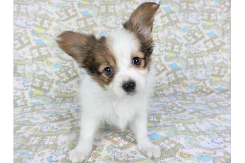 成約済の千葉県のパピヨン-79204の3枚目