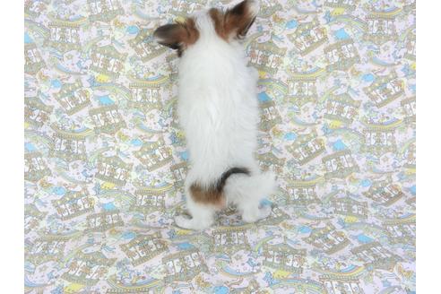 成約済の千葉県のパピヨン-79204の2枚目