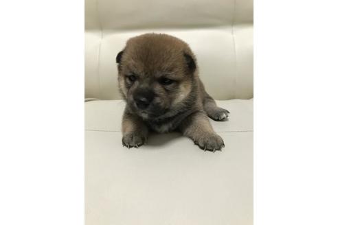 成約済の長崎県の豆柴-79753の2枚目