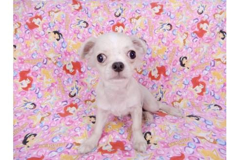 成約済の千葉県のチワワ(ロングコート)-80622の8枚目