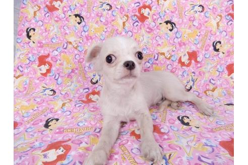 成約済の千葉県のチワワ(ロングコート)-80622の7枚目