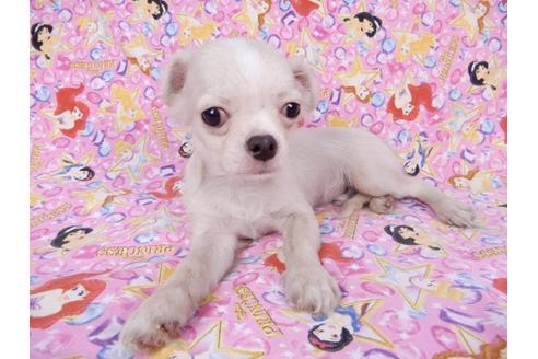 成約済の千葉県のチワワ(ロングコート)-80622の6枚目