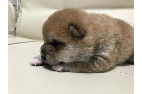成約済の長崎県の豆柴-80623の4枚目