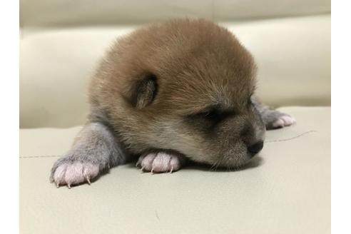 成約済の長崎県の豆柴-80623の3枚目