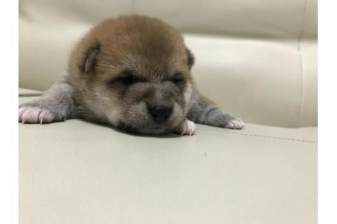成約済の長崎県の豆柴-80623の2枚目