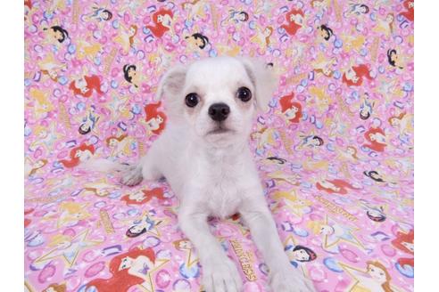 成約済の千葉県のチワワ(ロングコート)-80626の9枚目