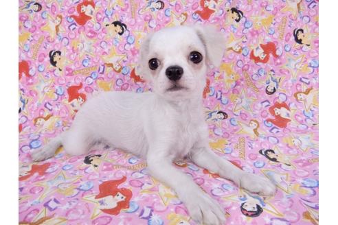 成約済の千葉県のチワワ(ロングコート)-80626の8枚目