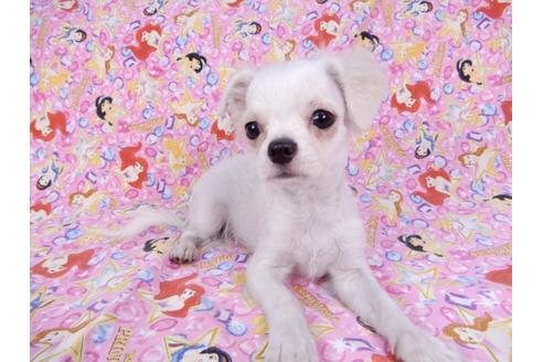 成約済の千葉県のチワワ(ロングコート)-80626の7枚目