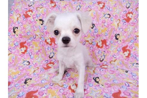 成約済の千葉県のチワワ(ロングコート)-80626の6枚目