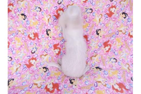 成約済の千葉県のチワワ(ロングコート)-80626の5枚目