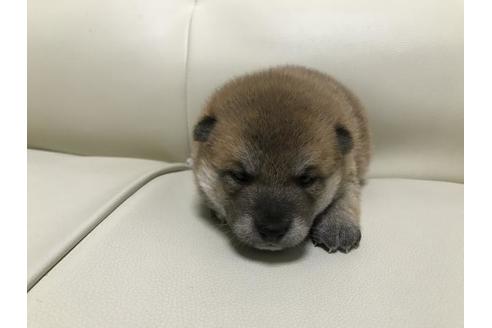 成約済の長崎県の豆柴-80625の4枚目