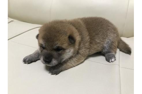 成約済の長崎県の豆柴-80625の3枚目