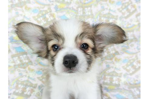 成約済の千葉県のパピヨン-80628の8枚目