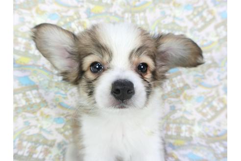 成約済の千葉県のパピヨン-80628の7枚目