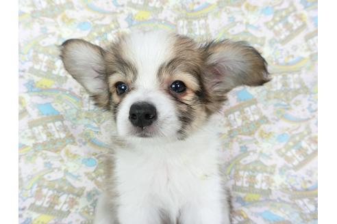 成約済の千葉県のパピヨン-80628の6枚目